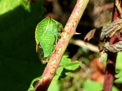Réf. 48 996 : Stictocephala bisonia