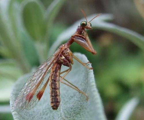 Réf. 48 805 : Mantispa styriaca