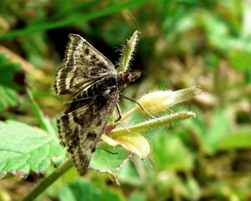 Pyrausta despicata