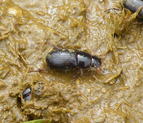 Acrossus rufipes