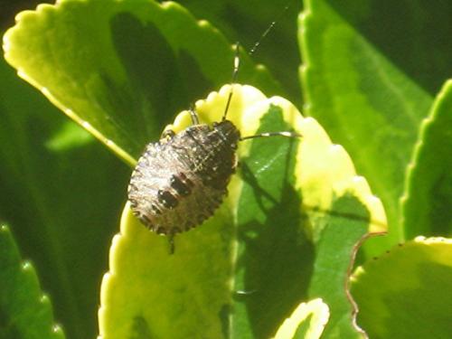 Rhaphigaster nebulosa