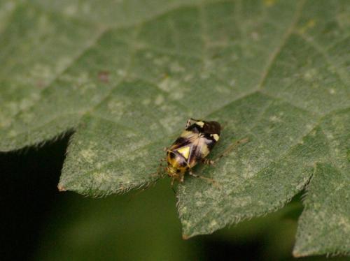 Liocoris tripustulatus