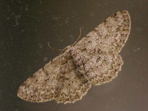 Réf. 48 094 : Hypomecis punctinalis