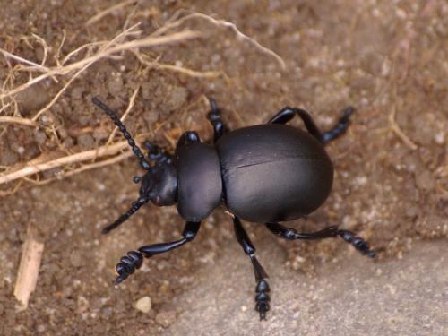 Timarcha tenebricosa