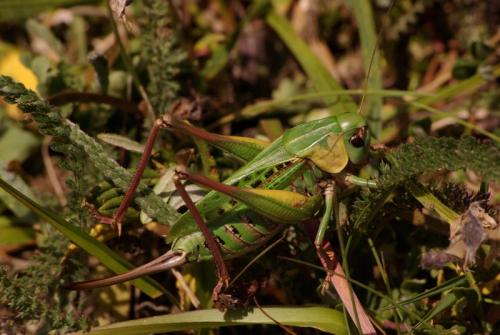 Decticus verrucivorus verrucivorus
