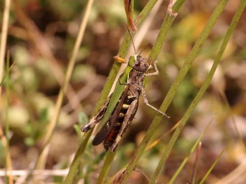 Omocestus rufipes
