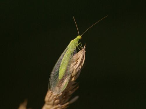 Réf. 48 656 : Chrysoperla sp.