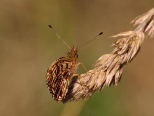 Boloria dia