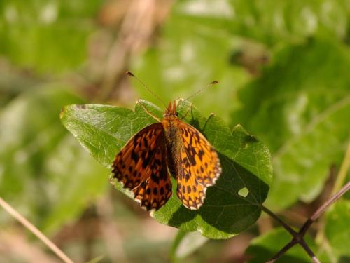 Boloria dia