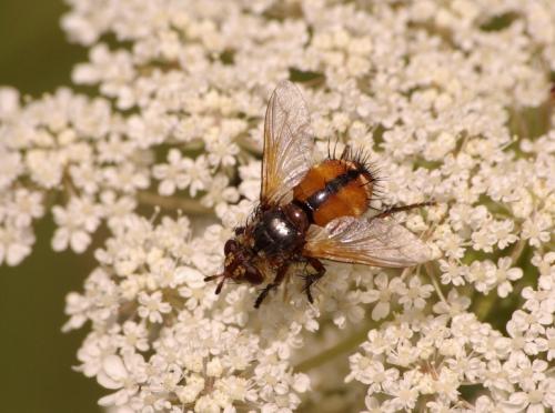 Tachina fera
