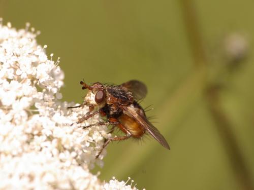Tachina fera