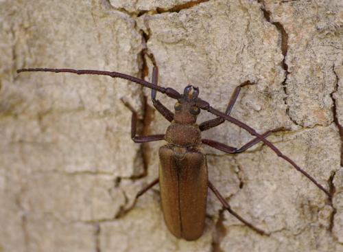 Réf. 48 654 : Aegosoma scabricorne