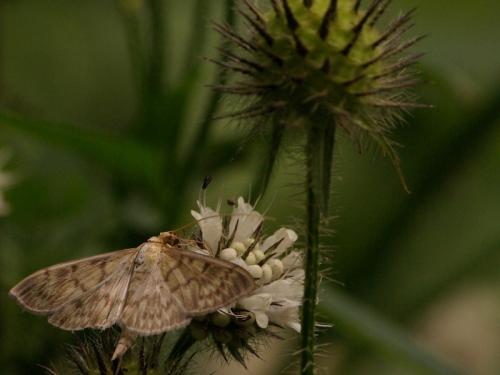 Réf. 48 767 : Pleuroptya ruralis