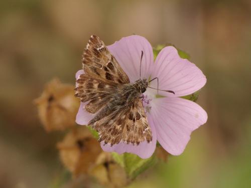 Réf. 48 769 : Carcharodus alceae