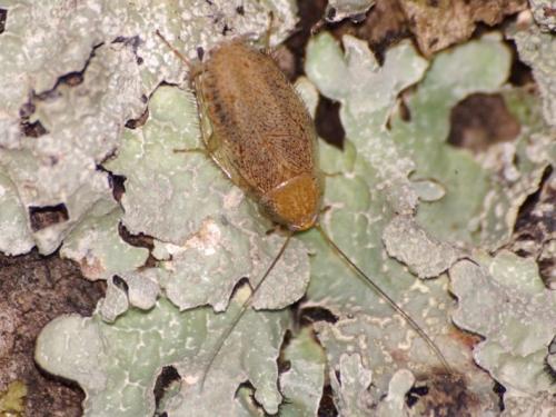 Réf. 48 804 : Ectobius pallidus