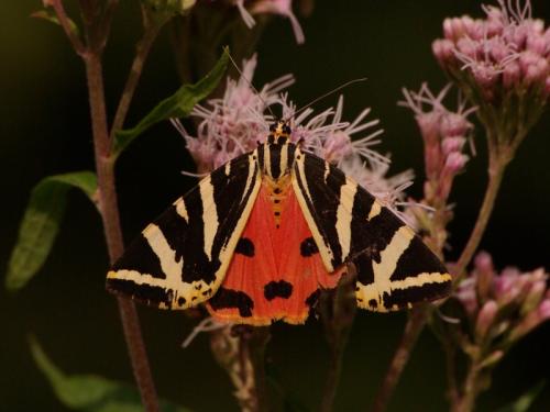 Euplagia quadripunctaria