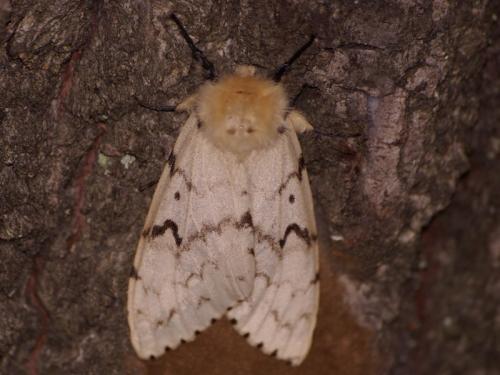 Lymantria dispar