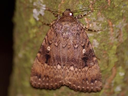 Amphipyra pyramidea