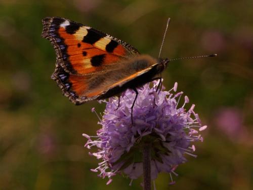 Réf. 48 861 : Aglais urticae