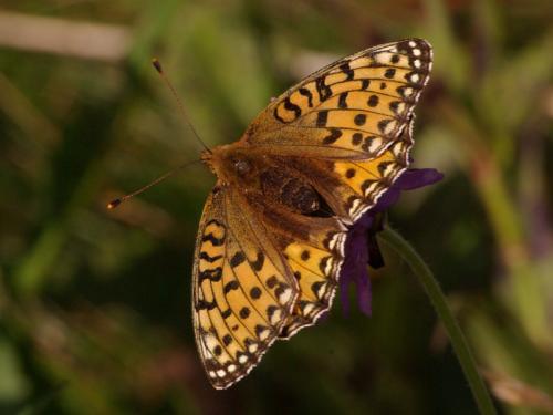 Argynnis aglaja