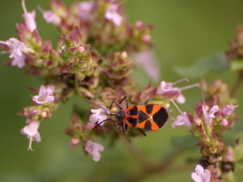 Tropidothorax leucopterus