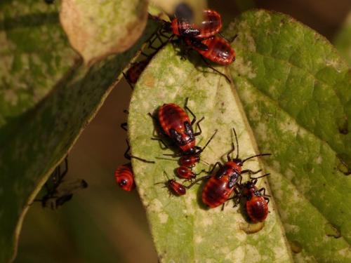 Tropidothorax leucopterus