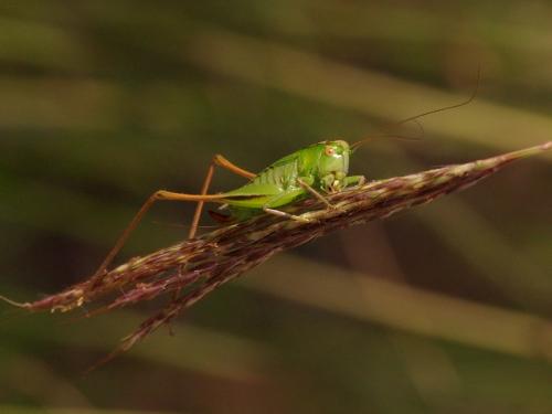 Bicolorana bicolor