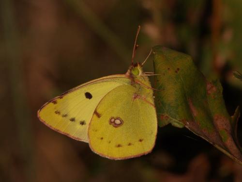 Colias sp.