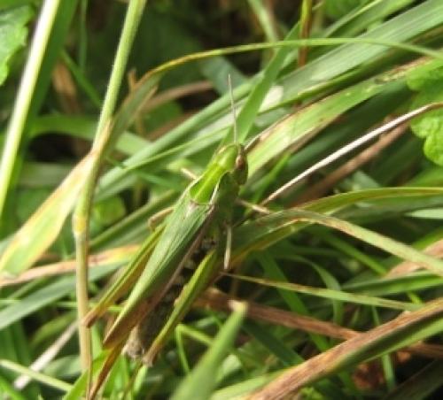 Réf. 48 230 : Omocestus viridulus