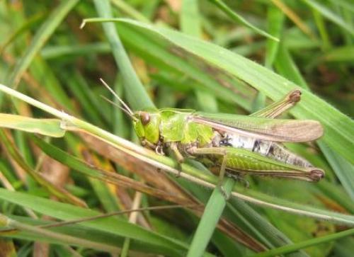 Réf. 48 278 : Omocestus viridulus