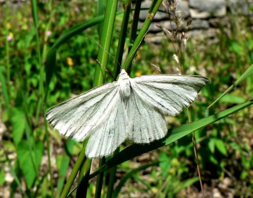 Réf. 48 289 : Siona lineata
