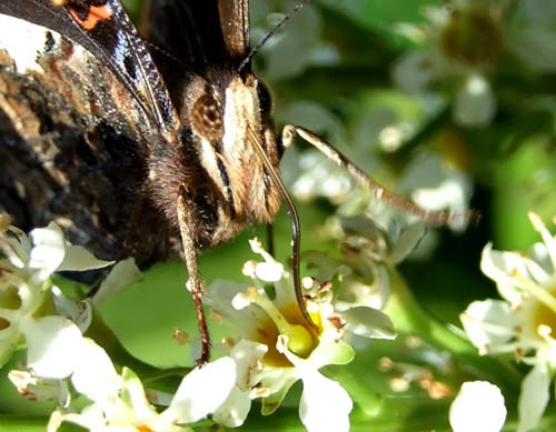 Vanessa atalanta