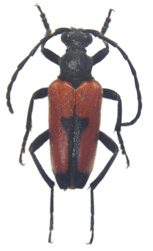 Stictoleptura cordigera