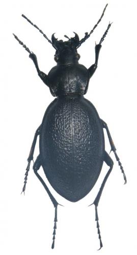 Réf. 48 548 : Carabus coriaceus
