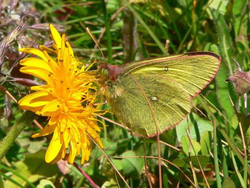Colias palaeno