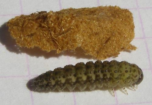 Bryophila vandalusiae