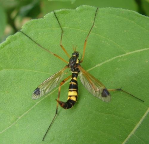 Ctenophora festiva