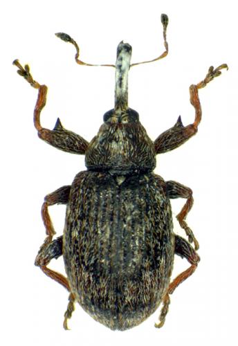 Anthonomus pomorum
