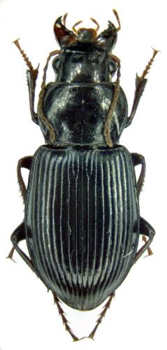 Amara sp.