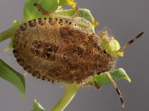 Réf. 48 689 : Dolycoris baccarum