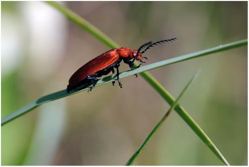 Réf. 48 049 : Pyrochroa serraticornis