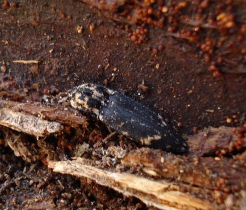 Réf. 48 907 : Danosoma fasciata