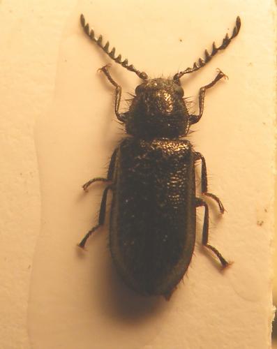 Aplocnemus virens