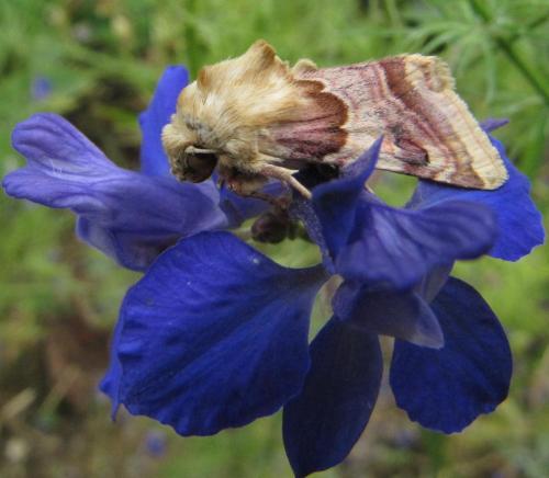 Réf. 48 429 : Periphanes delphinii