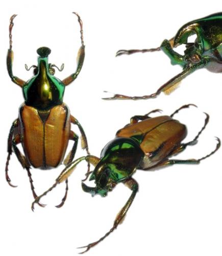 Phaedimus cumingi