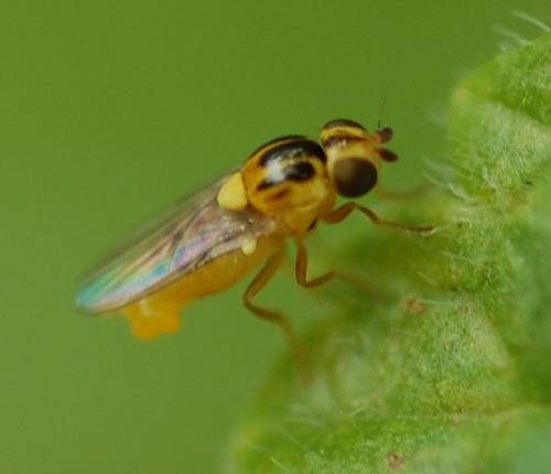 Réf. 48 090 : Thaumatomyia notata