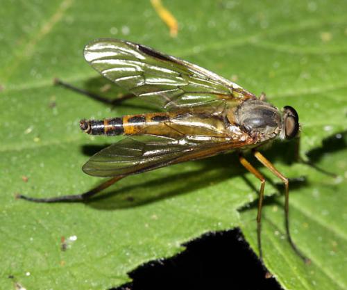 Réf. 48 494 : Rhagio conspicuus