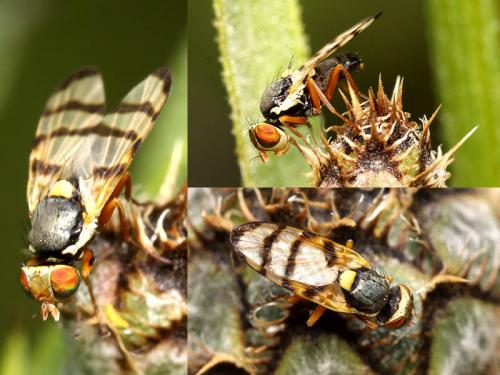 Urophora solstitialis