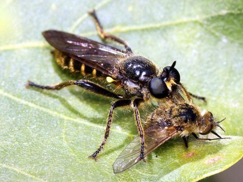 Réf. 48 852 : Choerades marginata