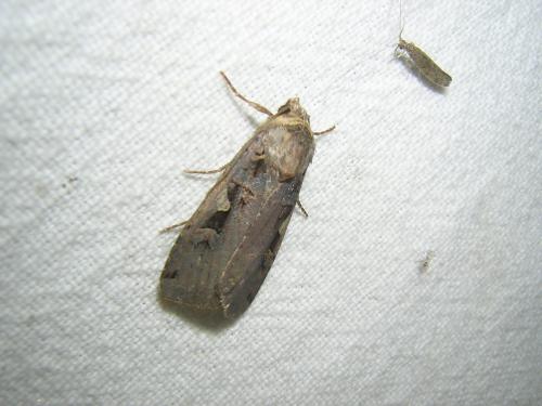 Xestia c-nigrum
